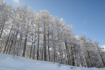 蔵王の景色　坊平高原の霧氷のカラマツ林