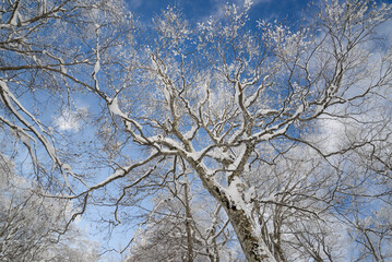 蔵王の景色　坊平高原の霧氷のブナ林