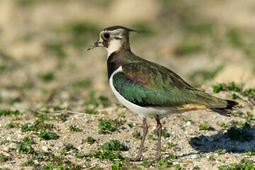餌場を変えたタゲリ