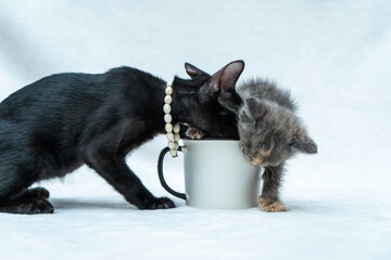 The cuteness factor is off the charts as these two kittens play and tussle around a white blank mug