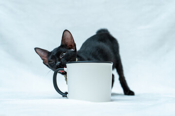 This small black kitten's playful energy is on full display as they chase and biting around a white blank mug