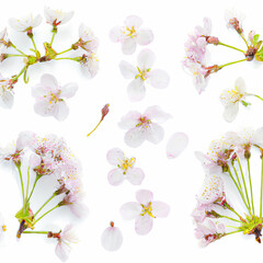 Set of white cherry flowers in full bloom