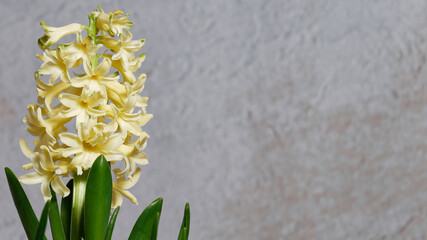 Jacinthe jaune en fleur. Espace texte 