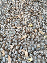 Sassi a Paderno d'Adda