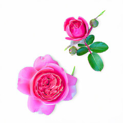 Two beautiful pink rose flowers in full bloom and buds 