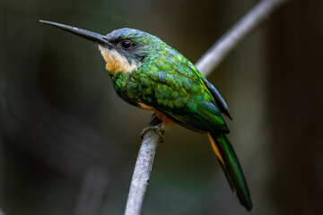 Ariramba-de-cauda-ruiva (Galbula ruficauda)