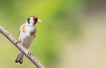 European goldfinch, Carduelis carduelis. A bird sits on a branch on a beautiful green background