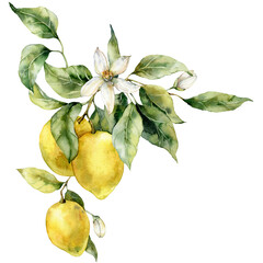 Watercolor tropical bouquet of ripe lemons, leaves and flowers. Hand painted branch of fresh yellow fruits isolated on white background. Tasty food illustration for design, print, fabric, background. - 569949918