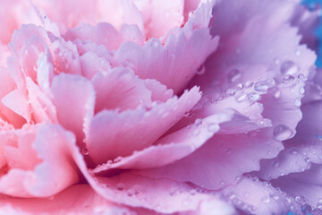 Beautiful close up flower petals abstract macro background with pink flower with drops of water
