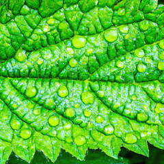 Close up of a Nettle Leafe