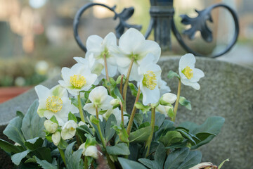 Blooming cultivar of a Christmas rose (Helleborus niger) as grave decoration.