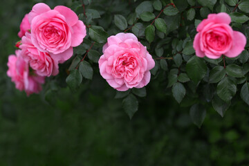 Blurred floral background. Close-up of a pink rose in the garden