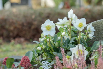 Blooming cultivar of a Christmas rose (Helleborus niger) as grave decoration.