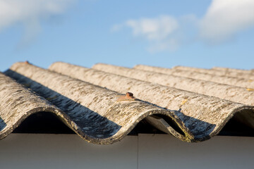 Old aged roof made of corrugated asbestos panels - dangerous materials in buildings and...