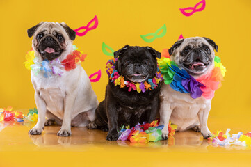 3 pug dogs at the carnival
