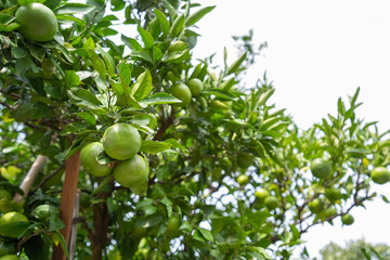 初秋の頃、収穫に向けて、黄色くなってきたミカン