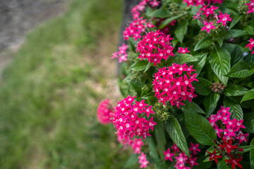 初秋の花壇でピンクの花を咲かせるペンタスの花