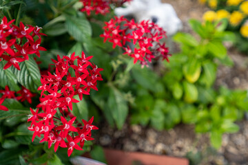 初秋の花壇を彩る、線香花火の様なペンタスの花