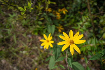 鮮明な黄色で咲くキクイモの花