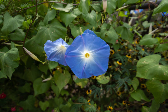 秋に大きく咲く青の西洋アサガオ
