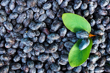 honeysuckle berries and two green leaves, the general background is a lot of honeysuckle berries