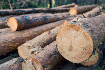 round ends of trees cut down in a forest area