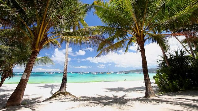 Pristine beach with palm trees, white sand and turquoise tropical sea. Travel destination. Nobody