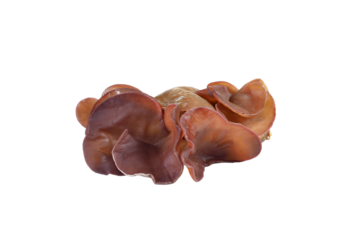 black  mushroom  on  transparent png