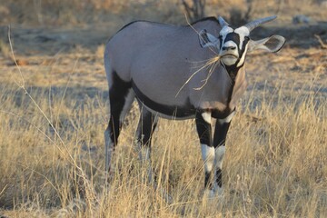 Naklejka na ściany i meble A gemsbok is eating grass, Etosha National Park