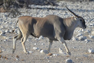 Portrait of a common eland, Etosha National Park