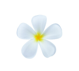 Fototapeta na wymiar White frangipani flower on transparent png