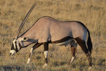 Portrait of a gemsbok, Etosha National Park, Namibia