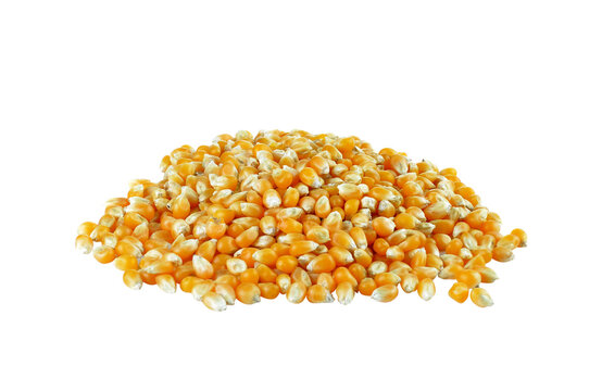 Dried corn on  transparent png