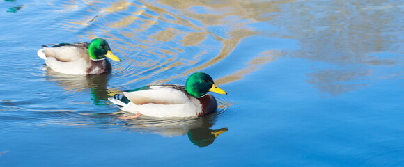 Mallard duck that swims on the lake. The blue surface of the water of a beautiful reserved reservoir. Colorful wild duck drake on a blue background on the water.
