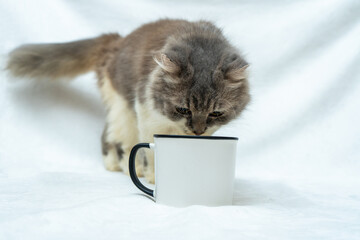 This cat's playful curiosity is sure to leave you entertained as they engage with a white blank mug