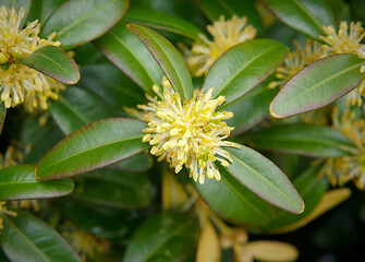 Buxus leaves and flowers