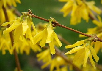 Forsythia flowers and buds