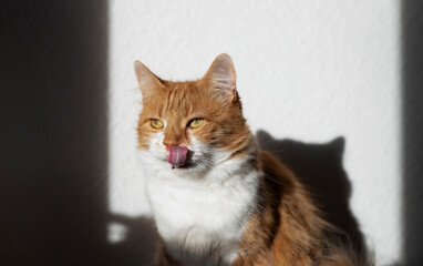 Cute house red cat posing on light background at home, national cats day, domestic pet