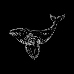 Bringing the Ocean's Beauty to Your Home with Whale Illustration Aesthetic, A collection of stunning whale illustrations that capture the grace and majesty of these magnificent cre