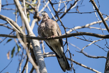 Brown Pigeon sitting on tree