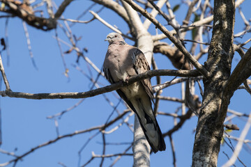 Brown Pigeon sitting on tree