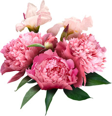 Pink peony isolated on a transparent background. Png file.  Floral arrangement, bouquet of garden...