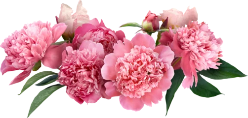 Fotobehang Pink peony isolated on a transparent background. Png file.  Floral arrangement, bouquet of garden flowers. Can be used for invitations, greeting, wedding card. © RinaM