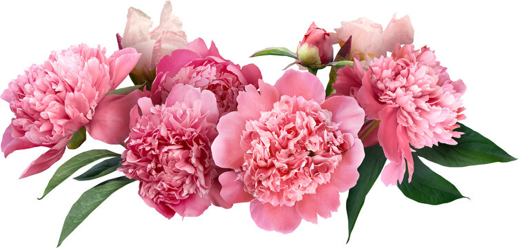 Fototapeta Pink peony isolated on a transparent background. Png file.  Floral arrangement, bouquet of garden flowers. Can be used for invitations, greeting, wedding card.