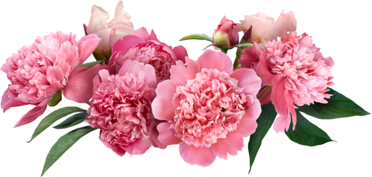 Pink peony isolated on a transparent background. Png file.  Floral arrangement, bouquet of garden flowers. Can be used for invitations, greeting, wedding card.