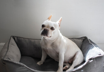 Portrait of a  white french bulldog dog sitting in a grey dog bed with its ears up