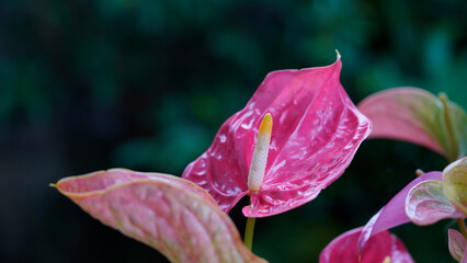 Flamingo flower, Pigtail Anthurium or Pigtail flamingo flower