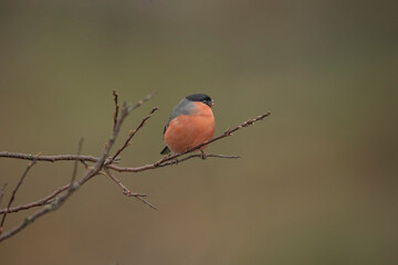 Bullfinch, male perched on a branch in the spring close up in a forest