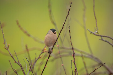 Bullfinch, female perched on a branch in the spring close up in a forest