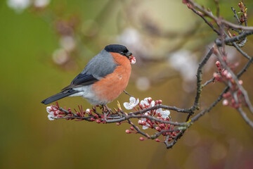 Bullfinch, male perched on a branch in the spring close up in a forest